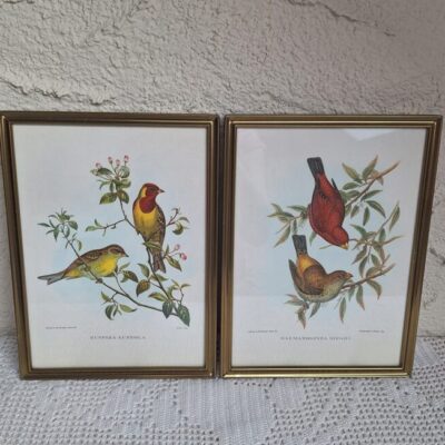 20260503_190606 Zestaw 2 Stylowych Grafik Ornitologicznych – Vintage John Gould