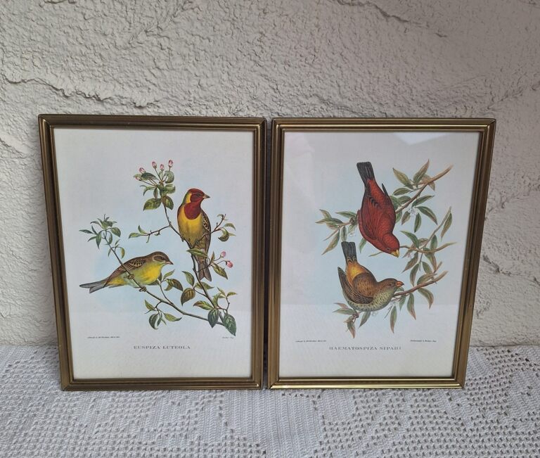20260503_190606 Zestaw 2 Stylowych Grafik Ornitologicznych – Vintage John Gould