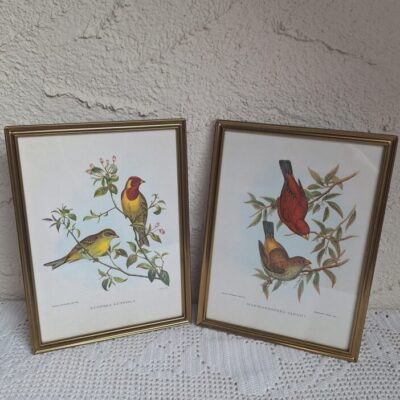 20260503_190704 Zestaw 2 Stylowych Grafik Ornitologicznych – Vintage John Gould
