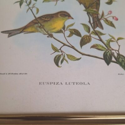 20260504_152536 Zestaw 2 Stylowych Grafik Ornitologicznych – Vintage John Gould