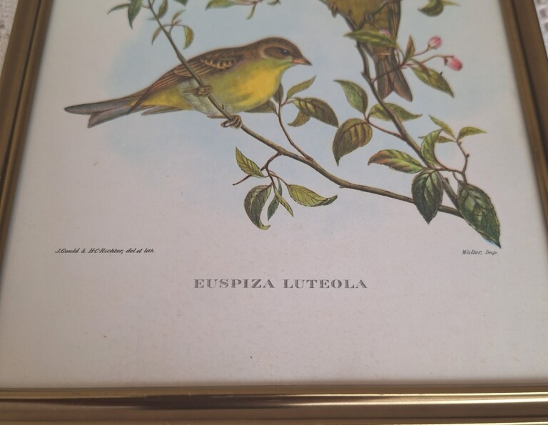 20260504_152536 Zestaw 2 Stylowych Grafik Ornitologicznych – Vintage John Gould