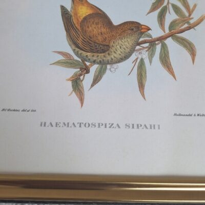 20260504_152559 Zestaw 2 Stylowych Grafik Ornitologicznych – Vintage John Gould