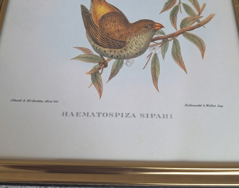 20260504_152559 Zestaw 2 Stylowych Grafik Ornitologicznych – Vintage John Gould